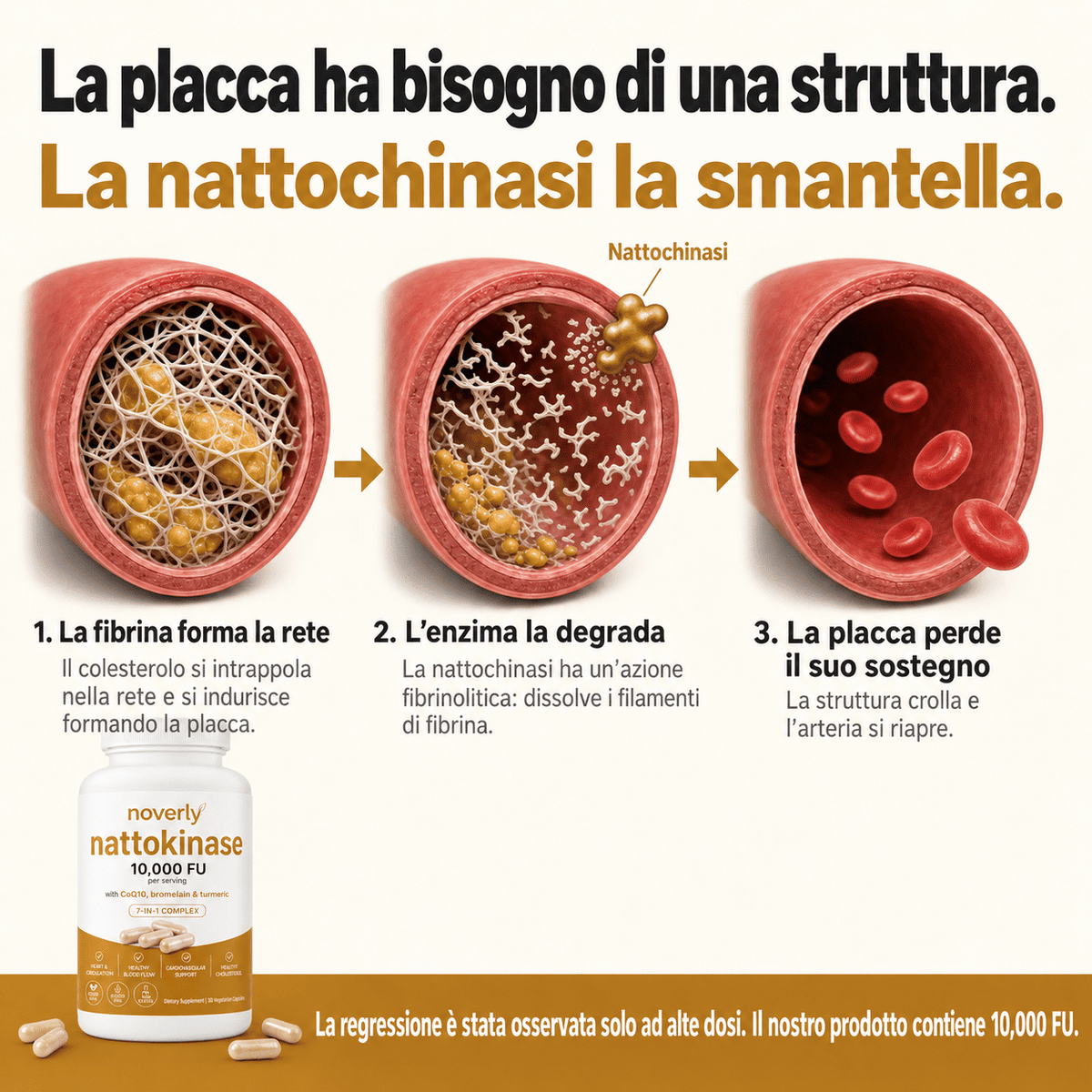 Nattokinasi alla massima potenza 10.000 FU — Supporto per la circolazione